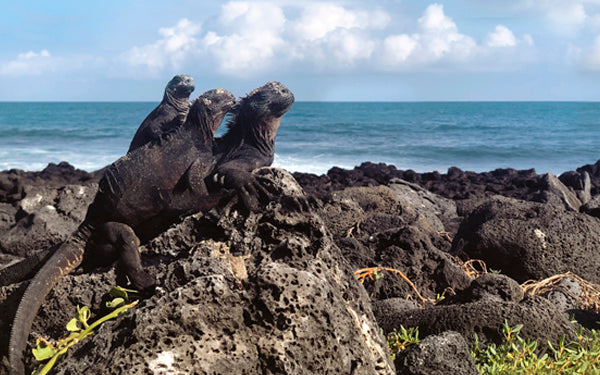 GALÁPAGOS : SUR LES TRACES DE CHARLES DARWIN