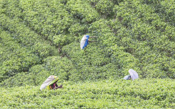 À LA DÉCOUVERTE DU SRI LANKA